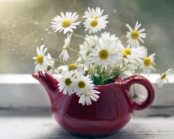 утренние цветы