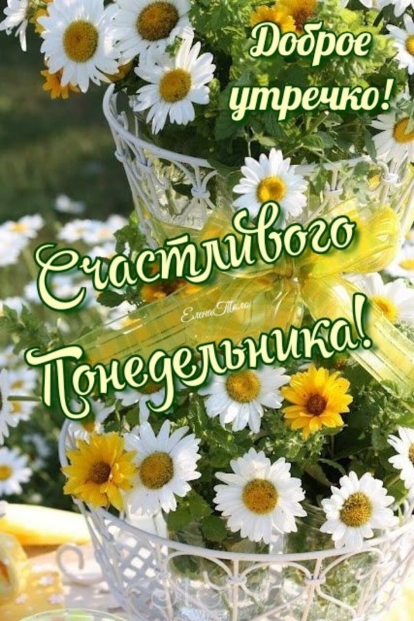 яркие ромашки