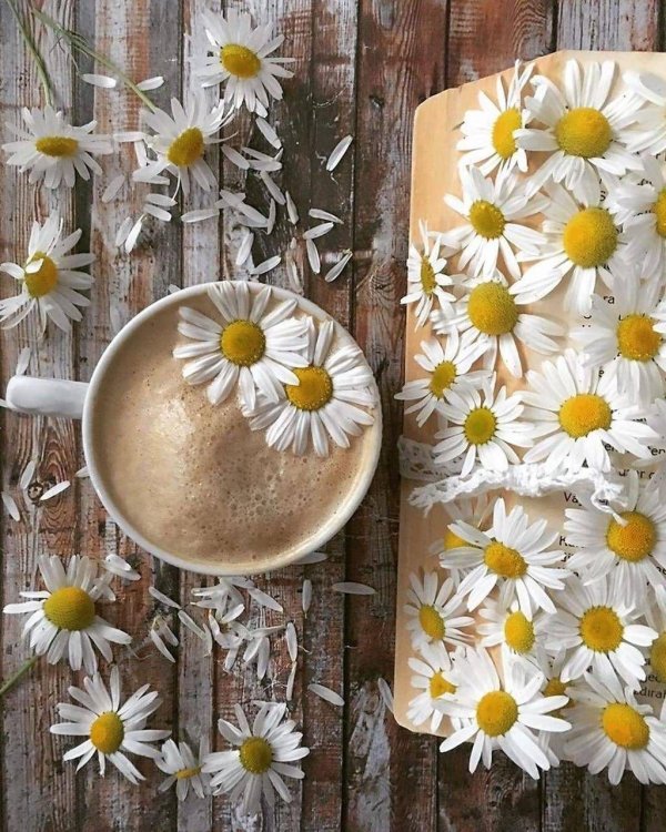 ромашки утро