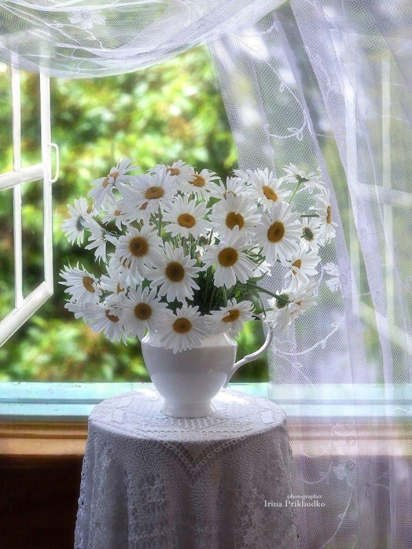 ромашковое утро