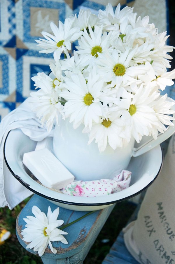 ромашковыромашковые хризантемы