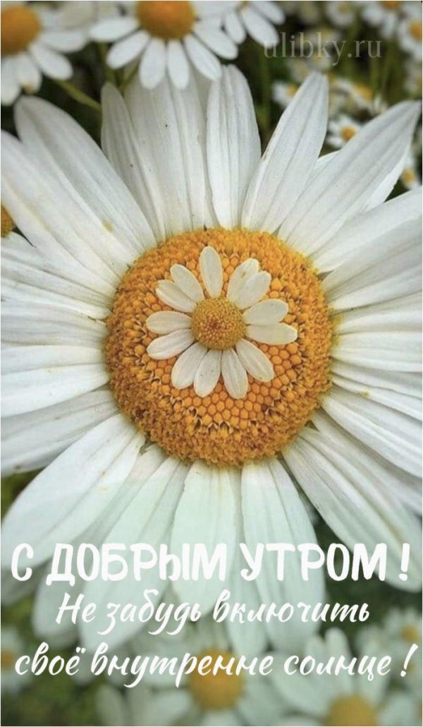 цветки ромашки