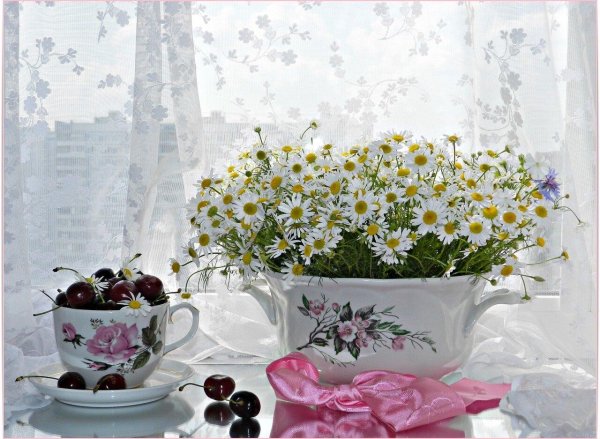 цветы утренние