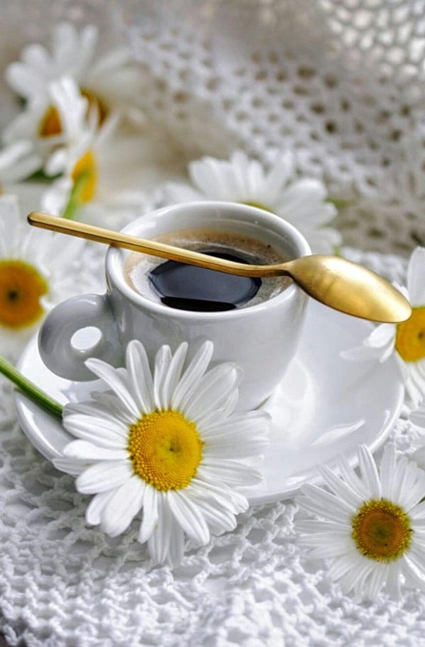 доброе ромашковое утро