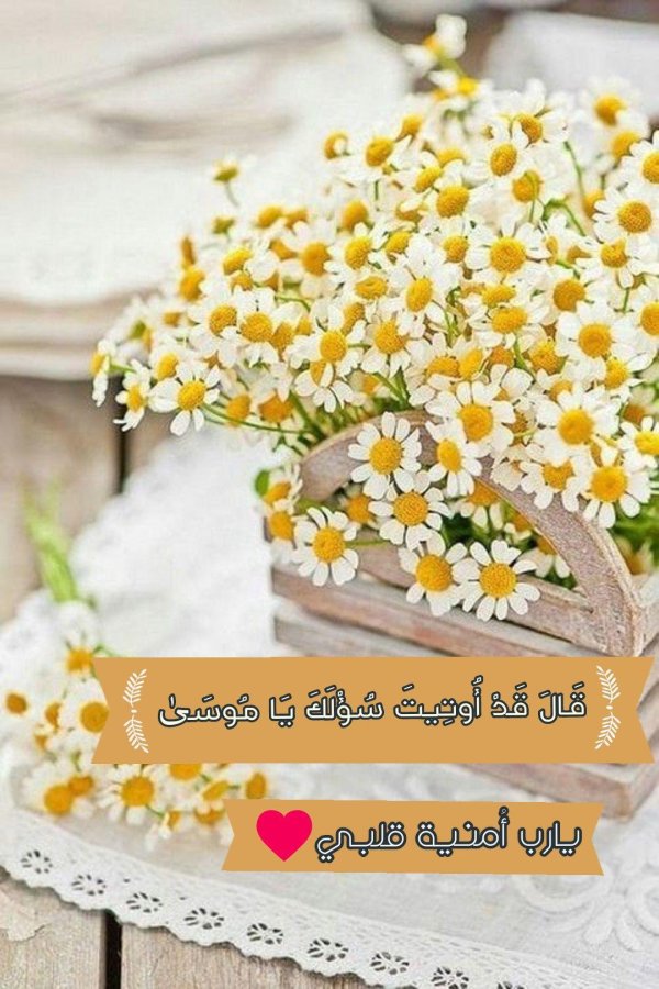 матрикария ромашка