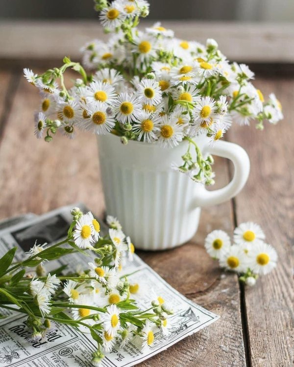 ромашковое утро