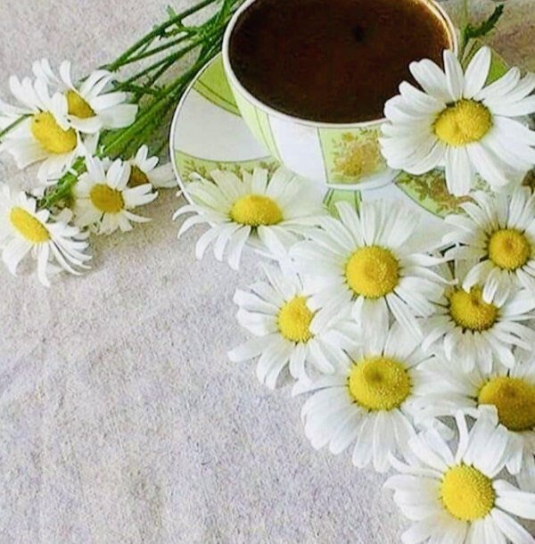 чашка кофе и ромашки