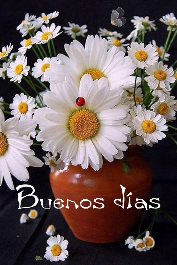 ромашка открытка