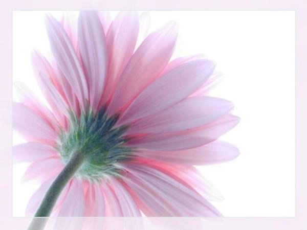 розовые герберы