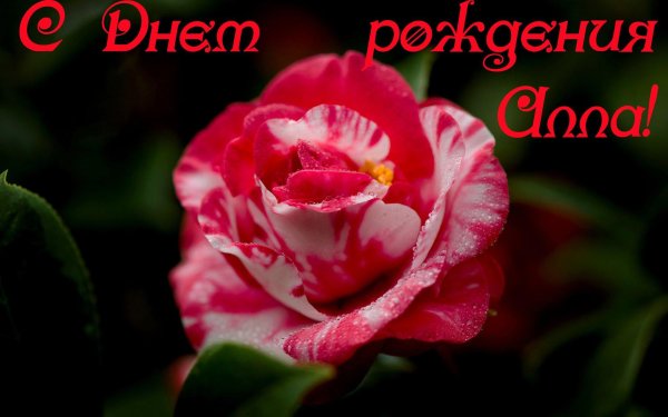алла с днём рождения открытки красивые