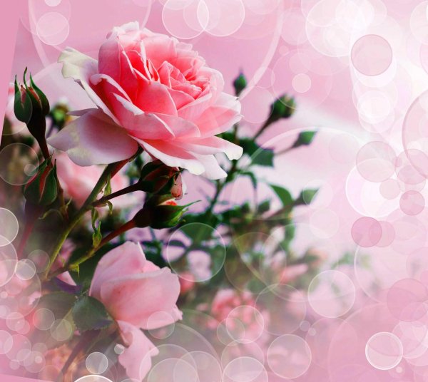 нежно розовая роза