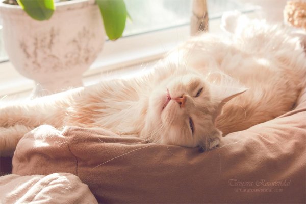 мейн кун спит