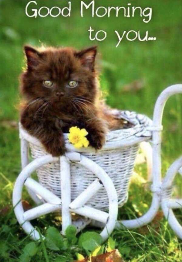 шоколадный британец экзот