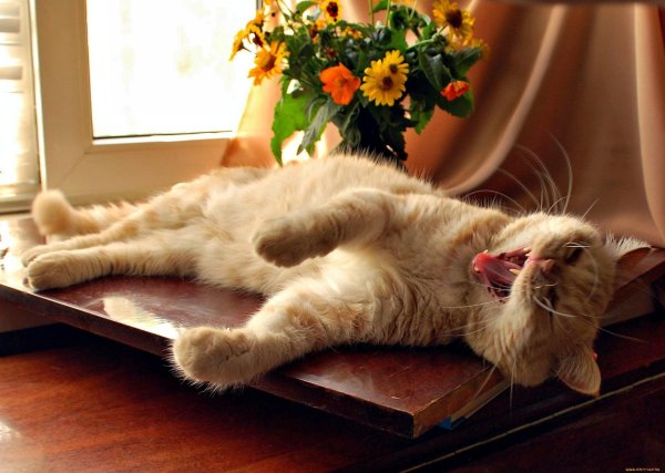 кот спит на солнышке