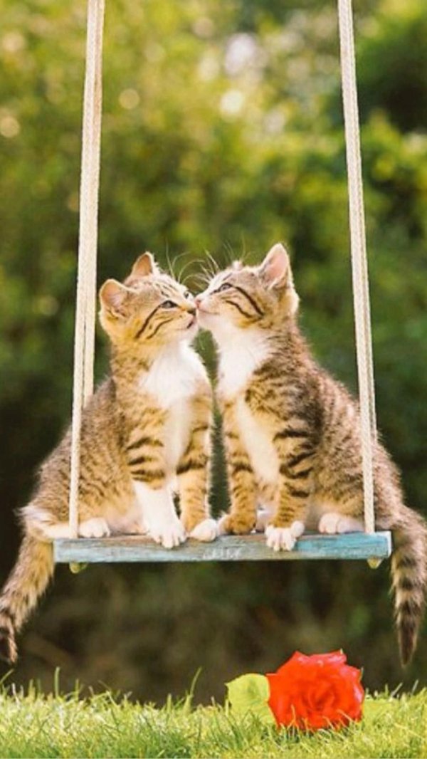 кошки любовь