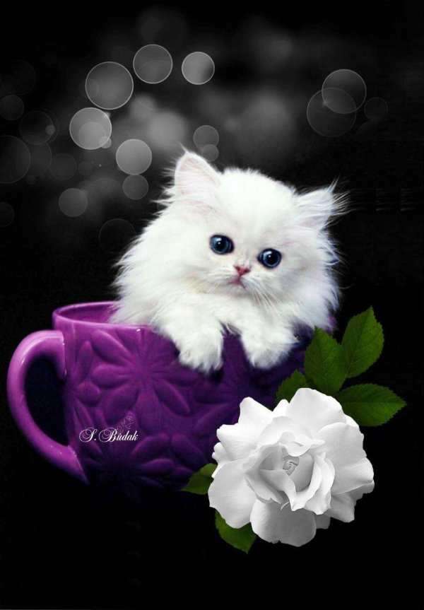 котенок красивый