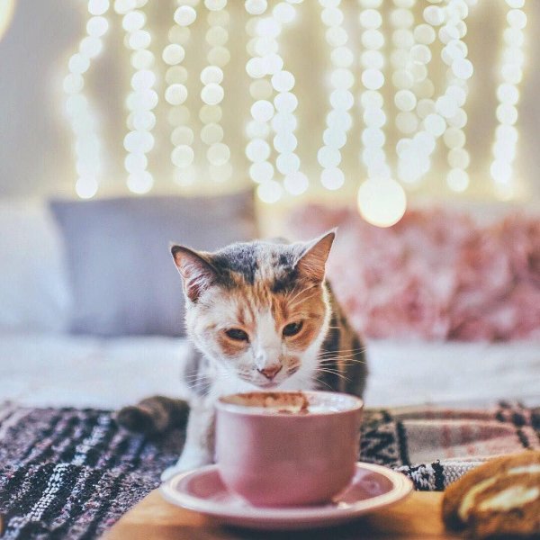 утренние котики