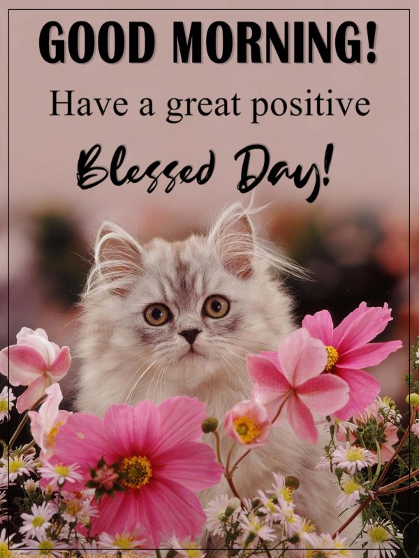 котенок красивый