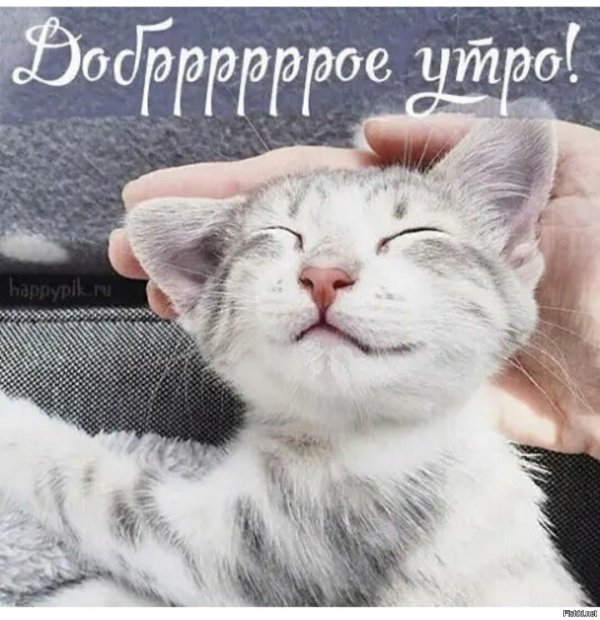 доброго утра кот
