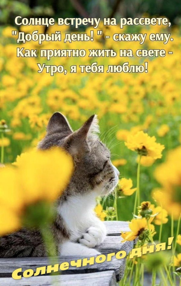 котики лето