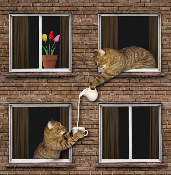 кошка на окошке