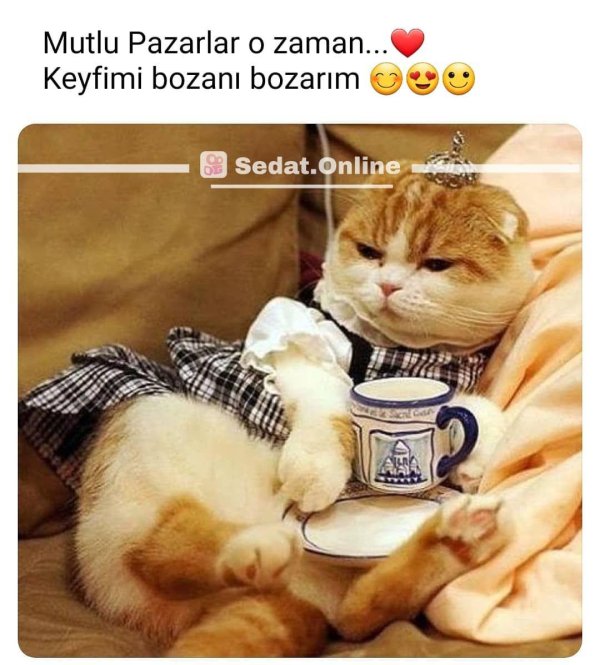 доброго утра с котиками