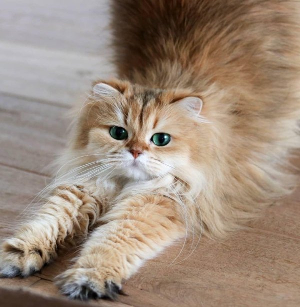 золотая шиншилла длинношерстная