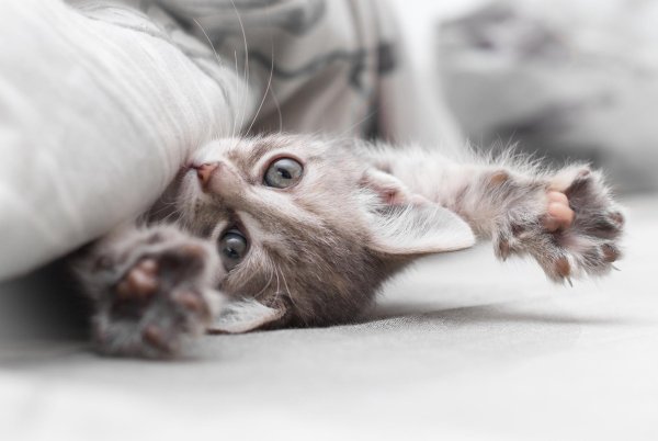 котенок проснулся