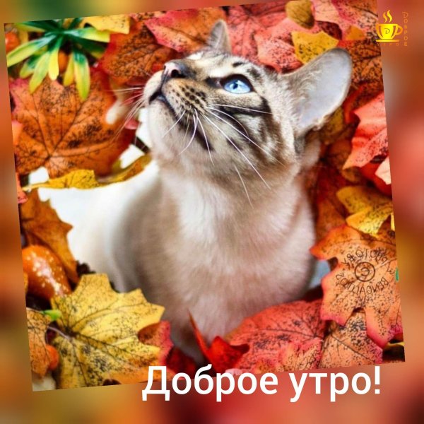 доброго утра осени