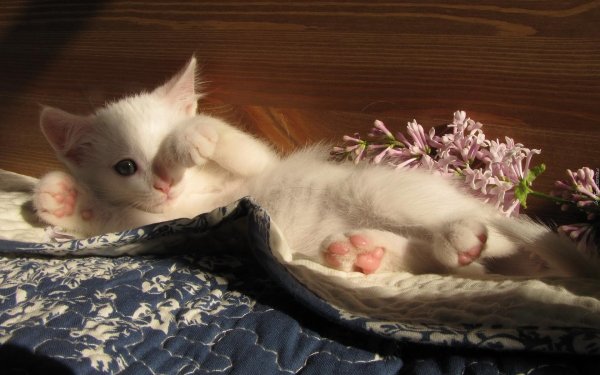 утренние коты