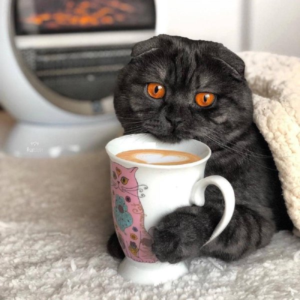 шотландский скоттиш фолд черный