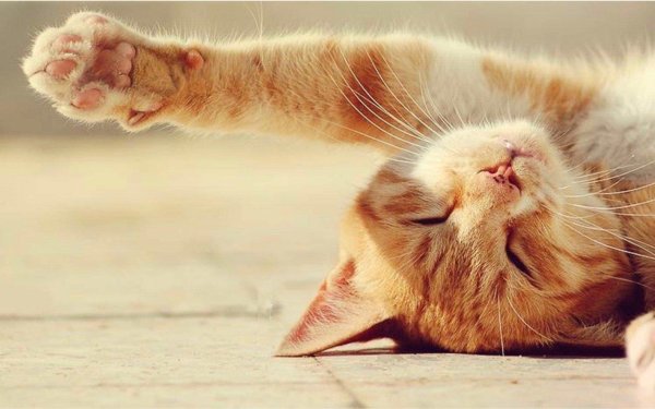 потягивающаяся кошка