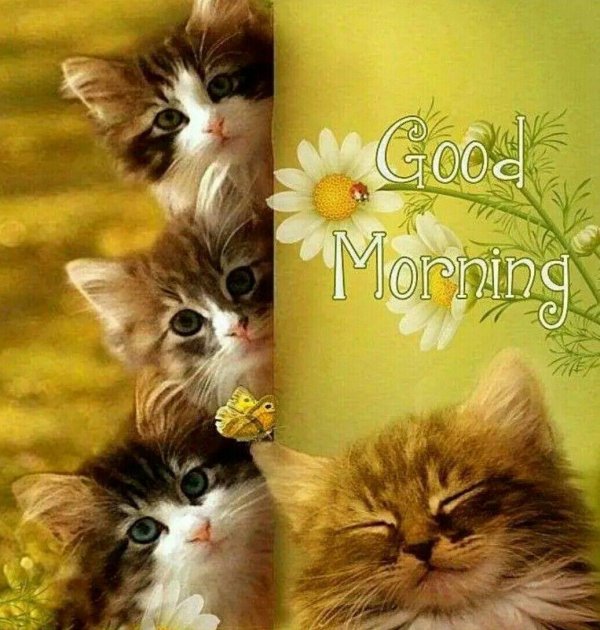 доброе утро кэт