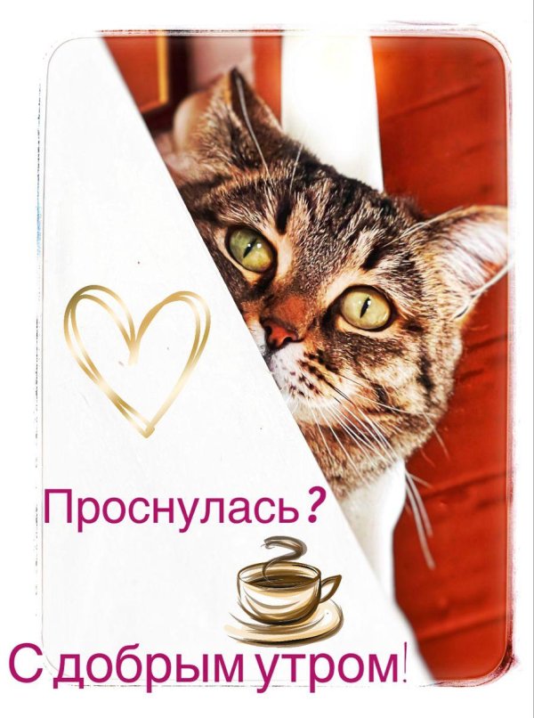 проснулись доброе утро