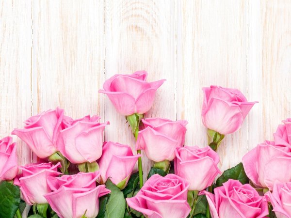 розовая роза