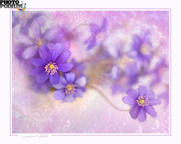 фиолетовый цвет