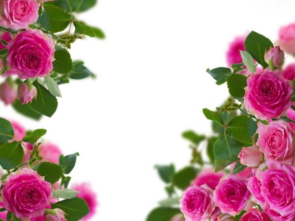 розы рамка
