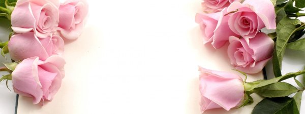 розовая роза