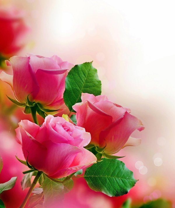 поздравление цветами