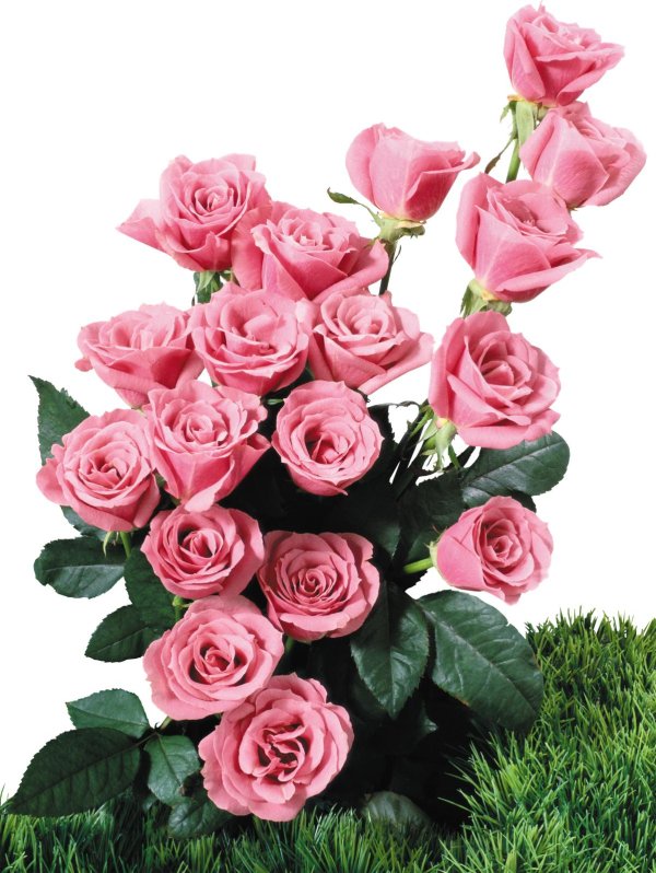 роза спрей одилия