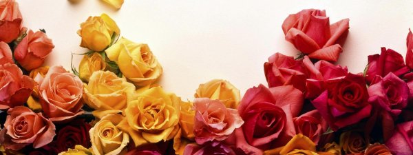 жёлтая роза