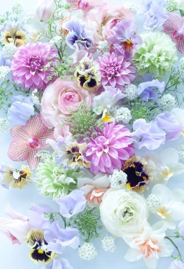 цветочные фоны