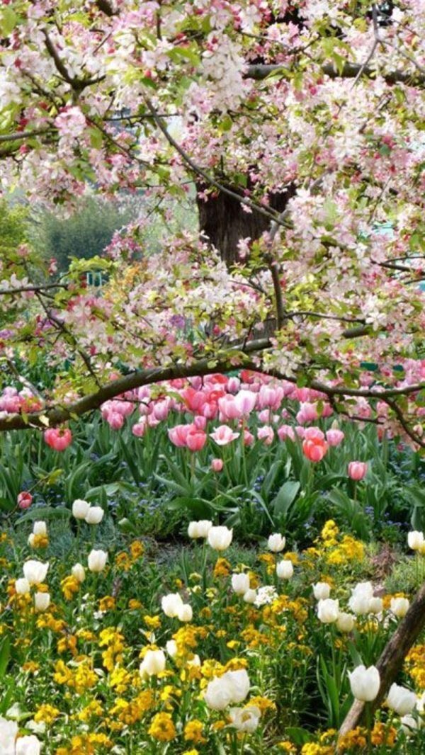 сад цветет