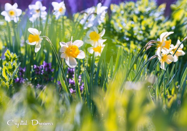 белые нарциссы