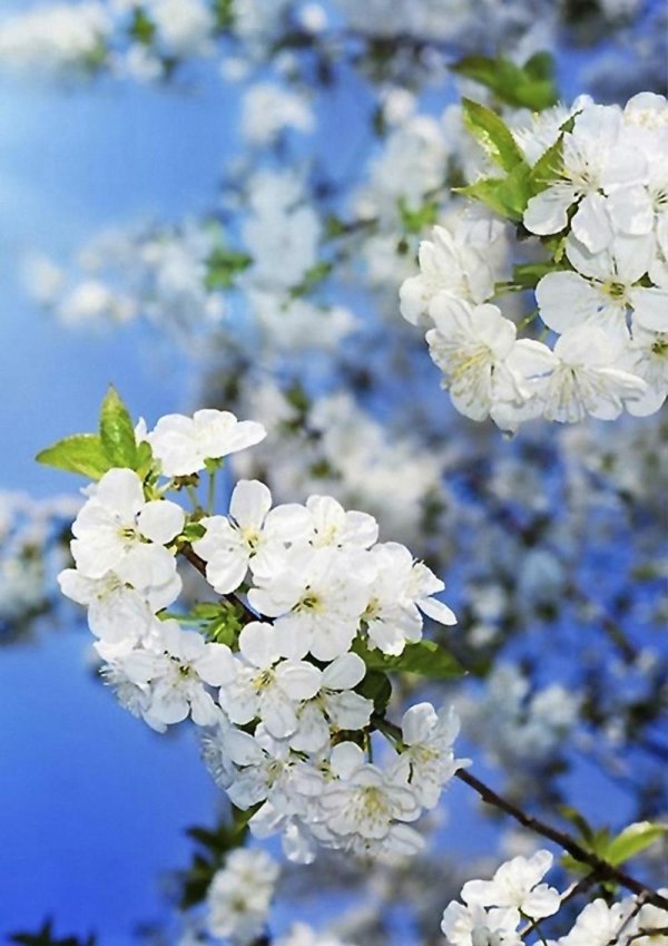 майские дни