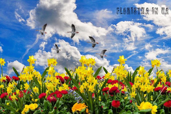весенние цветы
