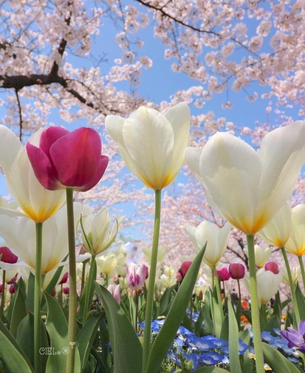 цветок весенний