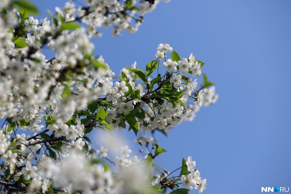 черёмуха цветёт