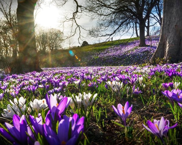 krokus park