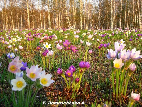 ньургуһун сибэкки